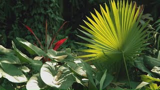 How to Create a Tropical Garden  Mitre 10 Easy As Garden [upl. by Anyrak]