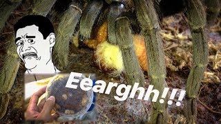 A very very JUICY TARANTULA FEEDING video   Tarantula CANDY [upl. by Shawna437]