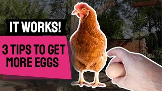 3 Tips to GET MORE EGGS From Your Chickens [upl. by Anaila536]