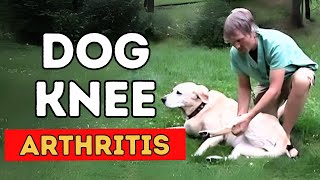 Dog Knee Arthritis 5 Natural Solutions [upl. by Suehtomit]