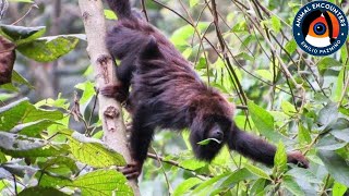 The howler monkey SCREAMS [upl. by Jane]