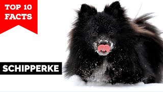 Schipperke  Top 10 Facts [upl. by Schaumberger]