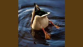 Canard [upl. by Anitneuq]