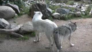 WC Video  22 September 2009  Wolf Exhibits are sensitive to noise and disturbance [upl. by Tnilk]