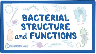 Bacterial Structure and Functions [upl. by Radmilla]