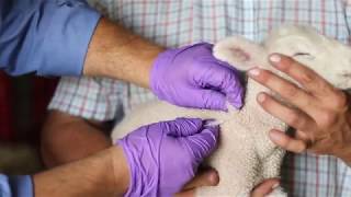 Sheep Care Administering Medications and VFDs [upl. by Howlond]