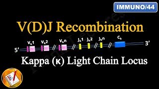 VDJ recombination  antibody class switching [upl. by Phylys]