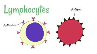 Cell Defence Lymphocytes and Phagocytes [upl. by Talbot]