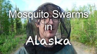 Horrible Swarms of Mosquitos in Arctic Alaska [upl. by Tyika]