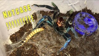 Tarantula Feeding Video 25  Crazy [upl. by Baerman269]