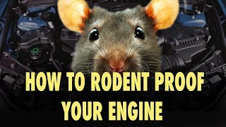 How to Rodent Proof Your Engine  The Easy Way [upl. by Llednar875]