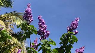 The Empress Tree Paulownia tomentosa [upl. by Ettezyl]