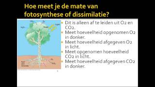 6 samenhang assimilatie dissimilatie [upl. by Boycey]