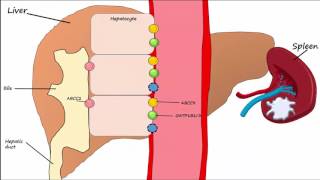 Hemoglobin BreakdownMetabolism [upl. by Riannon420]