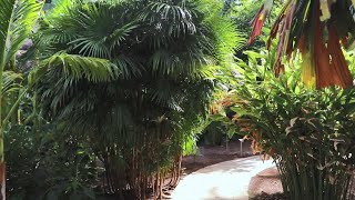 One of the Most Beautiful Palm Tree Collections in the World [upl. by Adohr]