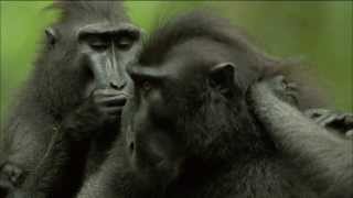 Endangered Primate Society Crested Black Macaque Troop  Nature on PBS [upl. by Nwahsid]