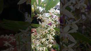 Coelogyne Flaccida [upl. by Ausoj394]