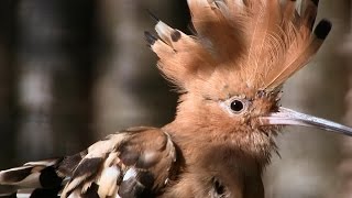 WeltVogelpark Walsrode  Wiedehopf  Hoopoe  Vogel des Jahres 2022 [upl. by Ayotnom]