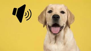 Labrador Dog Barking Sound  The SOund ButtOn [upl. by Tennek]