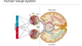 Introduction to Psychology 33 Sensation and Perception Vision [upl. by Irisa657]