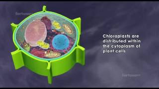 About chloroplast  structure and function  3D animated [upl. by Nosremaj]