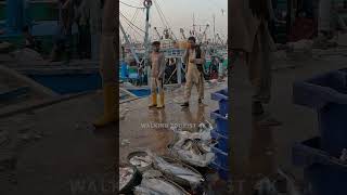 Fishery Karachi  Walking Tourist 4K [upl. by Adnilreb]