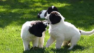 Landseer puppies from the Pacific Coast kennel [upl. by Haelam217]