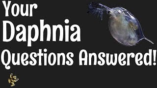 Daphnia Questions Answered [upl. by Adieno258]