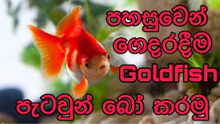 How to breed goldfish easilySinhala [upl. by Ynetsed]