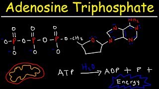 ATP  Adenosine Triphosphate  Cell Energy [upl. by Ennaylime899]