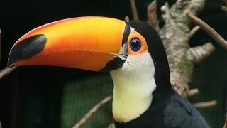 VOGEL DES MONATS MAI  Riesentukan  Toco Toucan  WeltVogelpark Walsrode [upl. by Dorren]