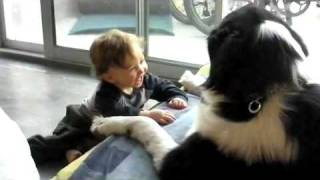 Baby Laughing Hysterically at Newfoundland Dog [upl. by Aerdnahs]