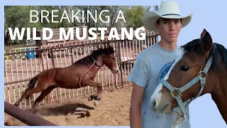 BREAKING A WILD MUSTANG MAKING COLLEGE MONEY [upl. by Adlesirhc]