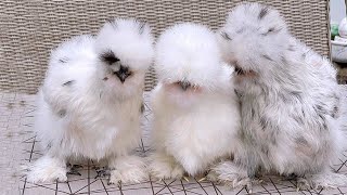 Cutest Silkie Chickens [upl. by Ahse]