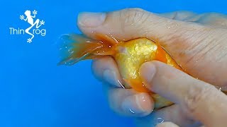 Goldfish Hand Breeding Step by Step [upl. by Derayne]