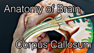 Anatomy of brain corpus callosum English [upl. by Con]