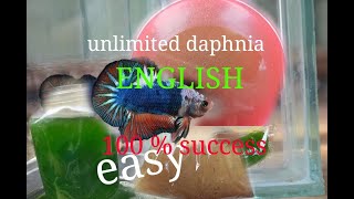 daphnia moina culture Easy way Unlimited production English  with sub Green water Chlorella [upl. by Kevon]