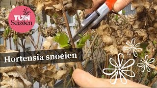 Hortensia snoeien  Tuinseizoen [upl. by Greff]