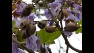 Princess Tree Paulownia tomentosa [upl. by Tihw]