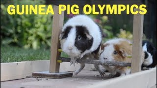 Guinea Pig Olympics  Parry Gripp [upl. by Annoyi]