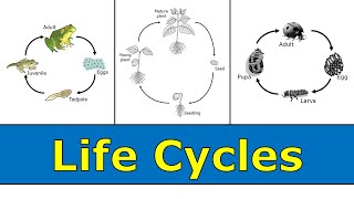 Life Cycles [upl. by Solitta]