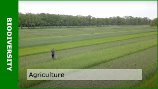 Biodiversity and agriculture with Dirk van Apeldoorn [upl. by Atteuqahc219]