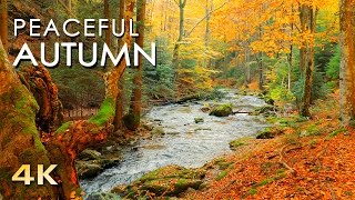 4K Autumn Forest  Relaxing Nature Video amp River Sounds  NO MUSIC  1 hour Ultra HD 2160p [upl. by Ahsekan445]