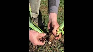 How to Dig and Divide Bearded Iris [upl. by Ise]