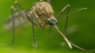 Mosquito Life Cycle  UHD 4K [upl. by Wappes]