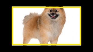 German spitz [upl. by Germana352]