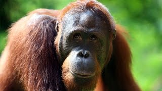 Can We Save Orangutans [upl. by Meaghan]