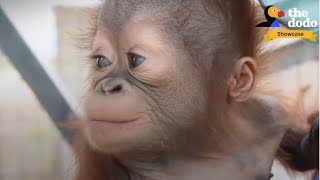 4 INCREDIBLE Orangutan Rescues That Will Change Your Life  The Dodo Showcase [upl. by Mchale]