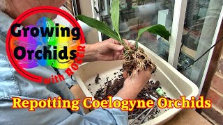 Repotting Coelogyne Orchids [upl. by Silvan270]