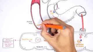 Bilirubin Metabolism [upl. by Annahgiel]